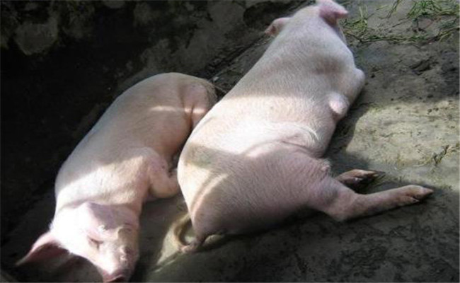 猪氢氰酸中毒症状有哪些