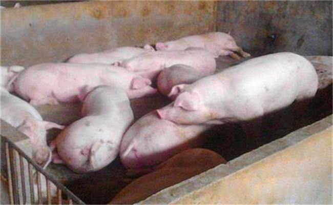 怎样防治猪氢氰酸中毒