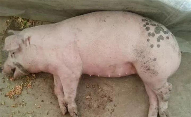 怎样防治猪李氏杆菌病