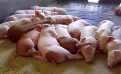 饲料生喂有什么优点？生饲料喂猪注意事项