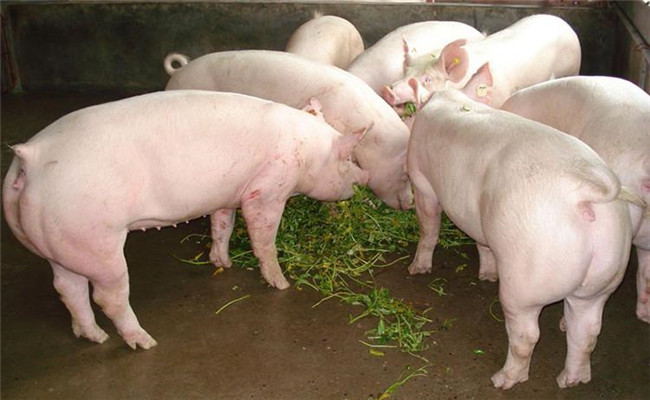 猪的限量饲喂方法