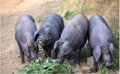 熟料、生料喂猪的特点，为什么要提倡生料喂猪