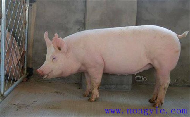 种公猪管理三要素：运动、单圈词养和防暑降温