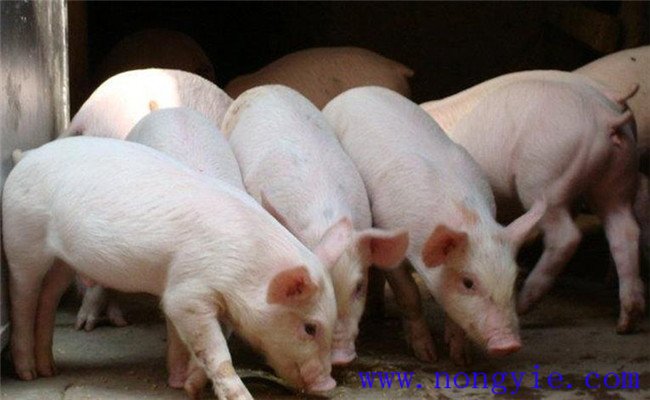 猪按经济用途可划分的类型