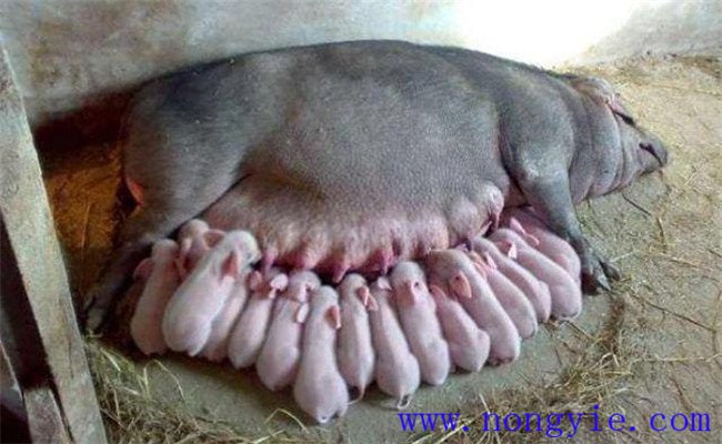 母猪产后热的类型与症状