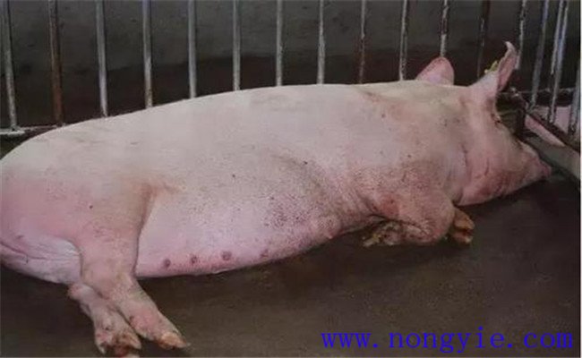 夏季母猪繁殖障碍综合征发生的原因