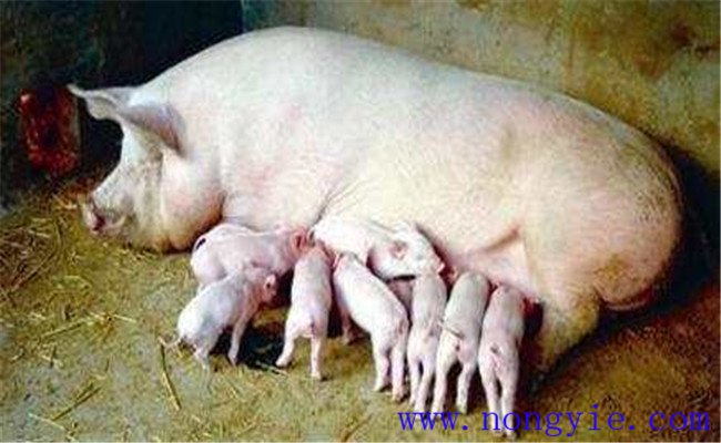 导致母猪分娩期过长的主要因素