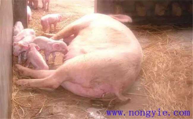 农村散养能繁母猪常见疫病的免疫程序