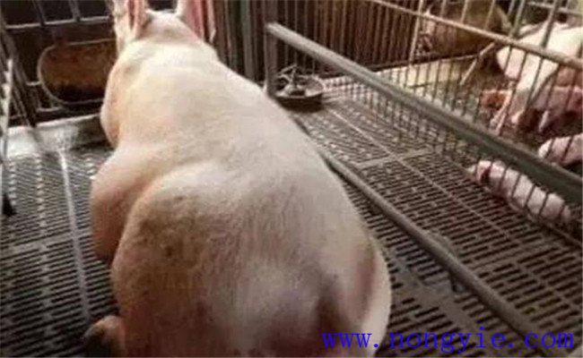 母猪分娩前要做哪些准备