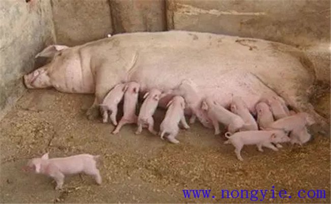 怎样治疗母猪无乳或泌乳不足，如何预防