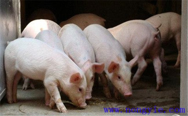 断奶仔猪营养性腹泻的病因是什么