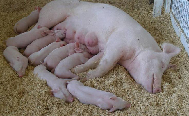 母猪分娩过程引起仔猪死亡原因及抢救方法