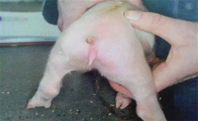 用高锰酸钾处理仔猪断尾创面的优点和操作方法