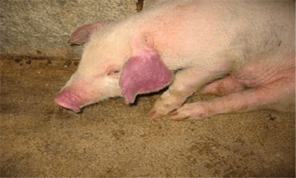 猪高热性疾病的发病原因