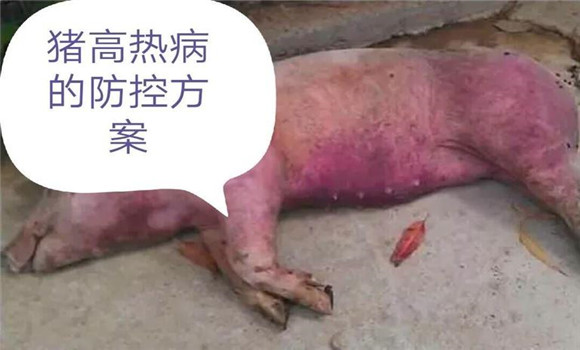 猪高热性疾病的防治措施