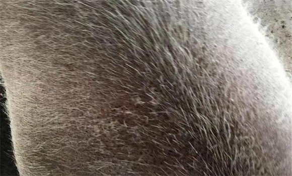 猪疥螨病如何治疗