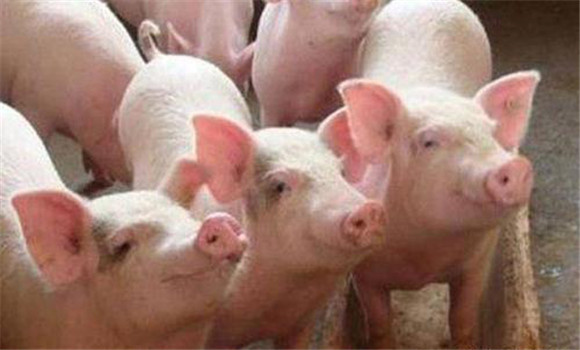猪囊尾蚴病及其诊断方法