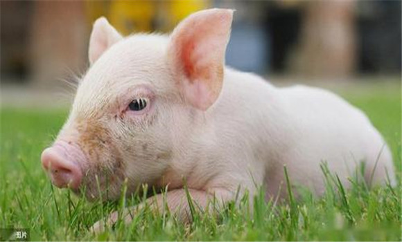 猪传染性萎缩性鼻炎的病理变化过程及防治办法