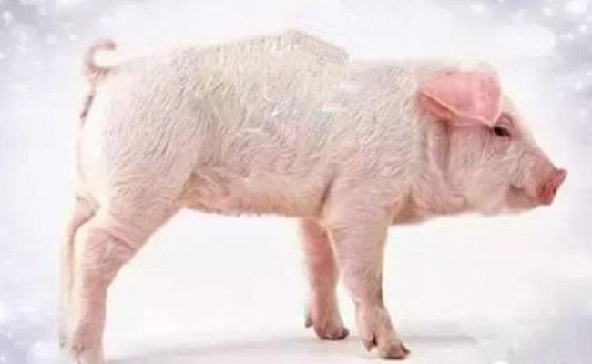 猪蛔虫病的临床症状