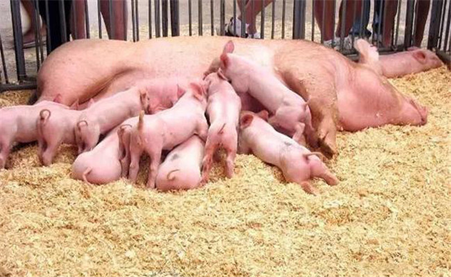 十大妙招能防治仔猪下痢并提高子猪成活率
