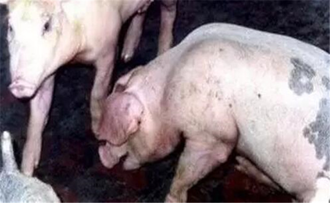 猪多发性浆膜炎的病原是什么