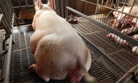 猪肠便秘如何治疗