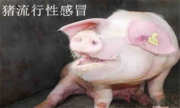 猪流行感冒的治疗