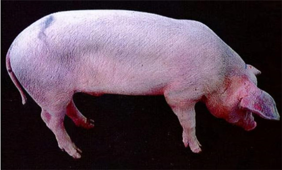 猪瘟病的病原是什么