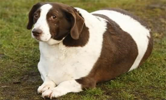 狗身体过于肥胖怎么办