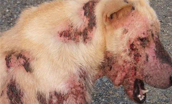 犬蠕形螨病治疗方法
