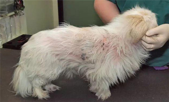 犬蠕形螨病的预防措施
