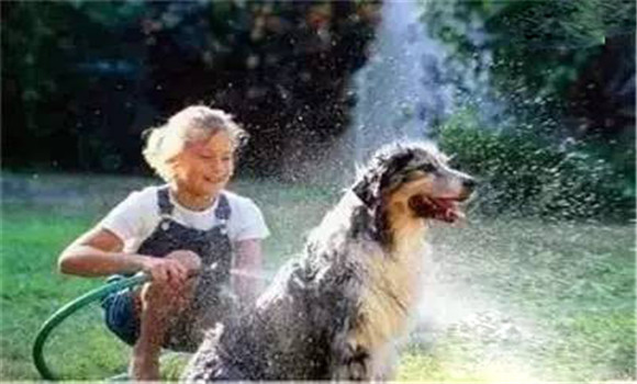 夏季养犬要防暑降温