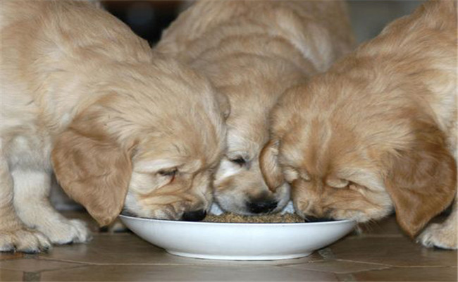 犬饲料调制的基本原则