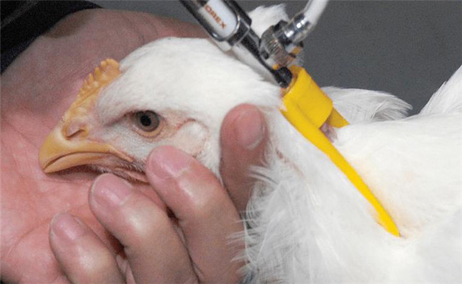 家禽免疫接种要注意什么