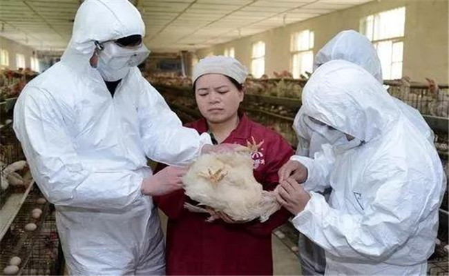 家禽常用个体接种免疫方法