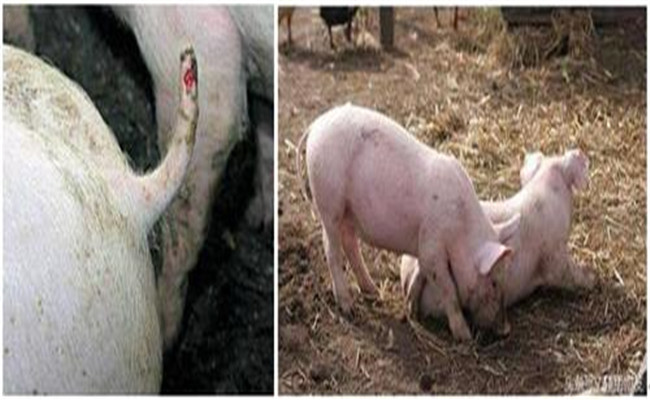 猪咬尾巴的症状表现