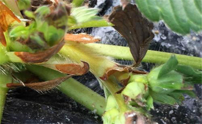 草莓芽枯病为害症状