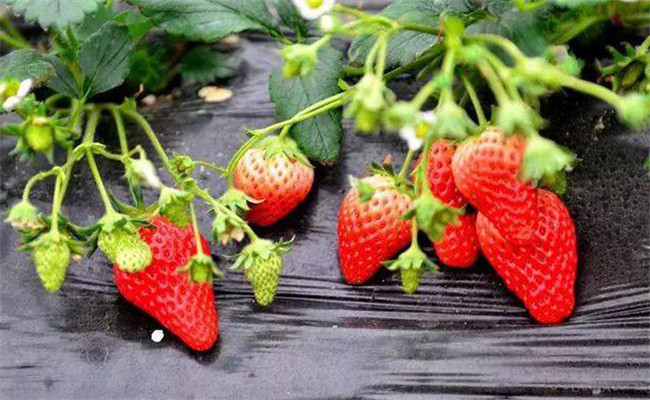 影响草莓膨大的因素