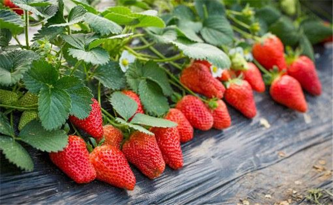越秀草莓品种具体表现