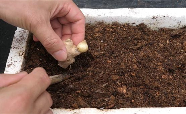 种植盆土的处理方法
