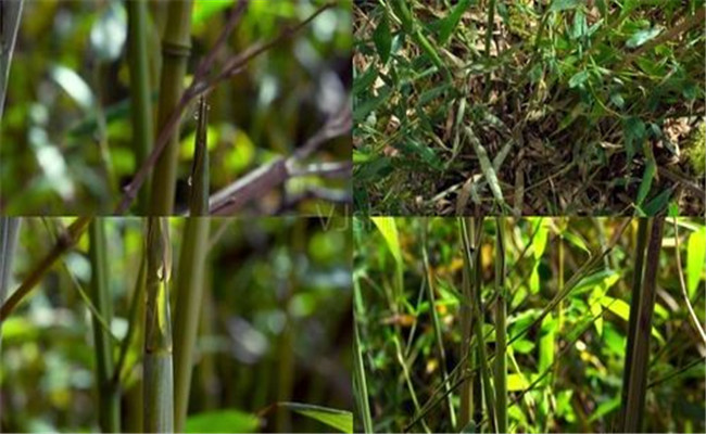 毛竹的变种、变型及品种