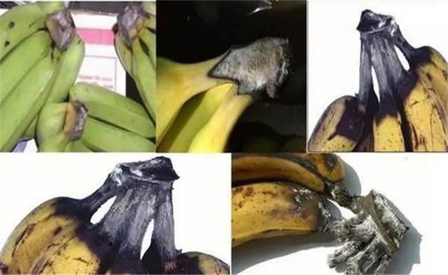 香蕉冠腐病危害症状