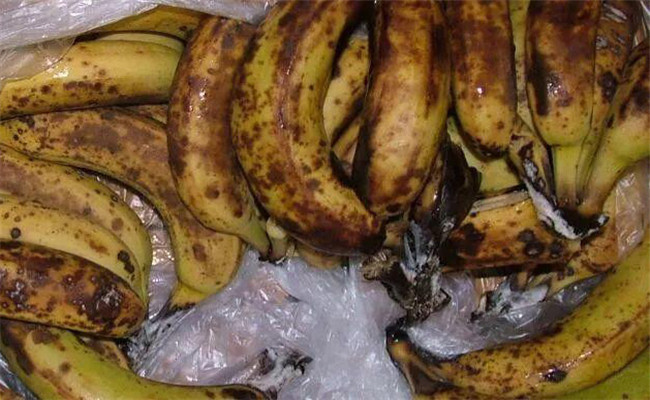 香蕉冠腐病发病条件