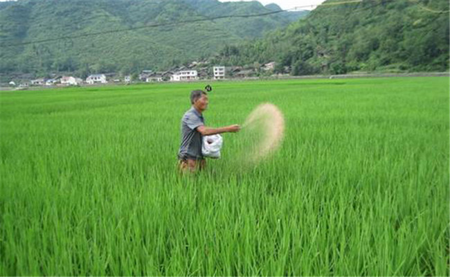 晚稻如何施钾肥能增产