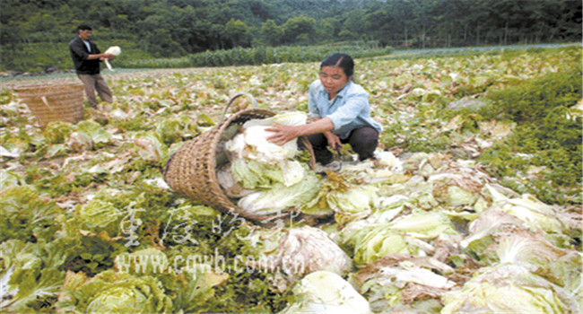 如何预防大白菜烂帮