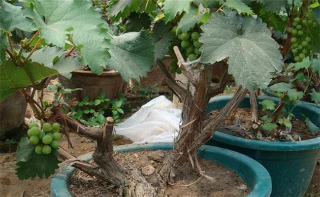 盆栽葡萄如何上盆与换土