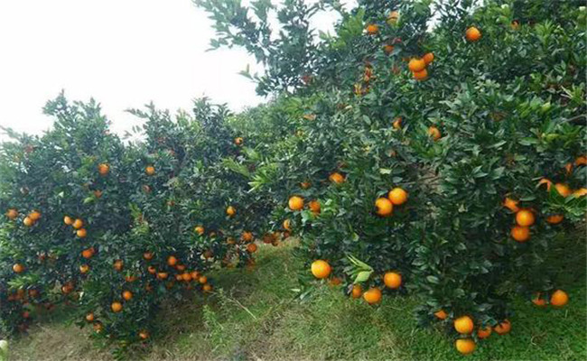 成年橙子树如何施肥