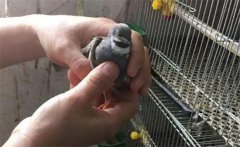 芦丁鸡如何孵化？芦丁鸡孵化的温度、湿度要求