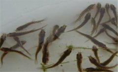 买回家的泥鳅怎样喂养，泥鳅不喂食会饿死吗？