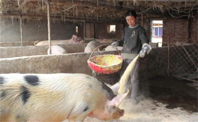 乳清粉在养猪过程中有哪些作用